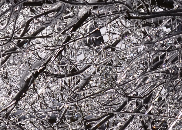 Tree Branches Encased in Ice